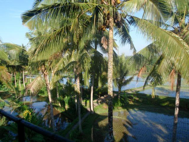 Toko Toko Bungalows Убуд Екстер'єр фото